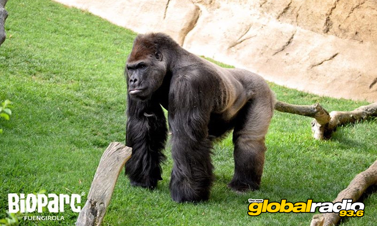 Bioparc Fuengirola Zoo