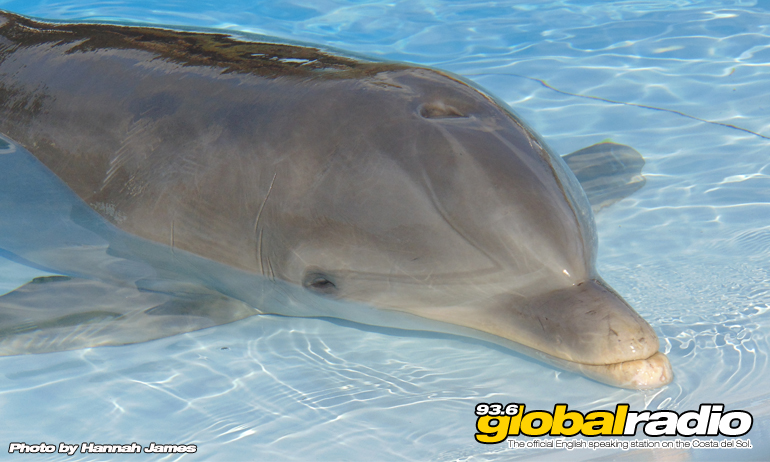 Dolphin Saved At Estepona Beach
