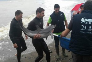 A dolphin calf being rescued from Estepona beach