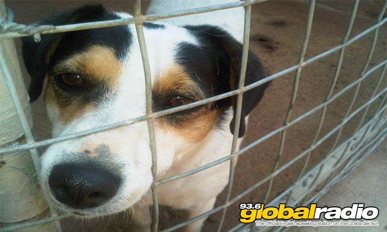 Torremolinos Woman Jailed For Animal Cruelty