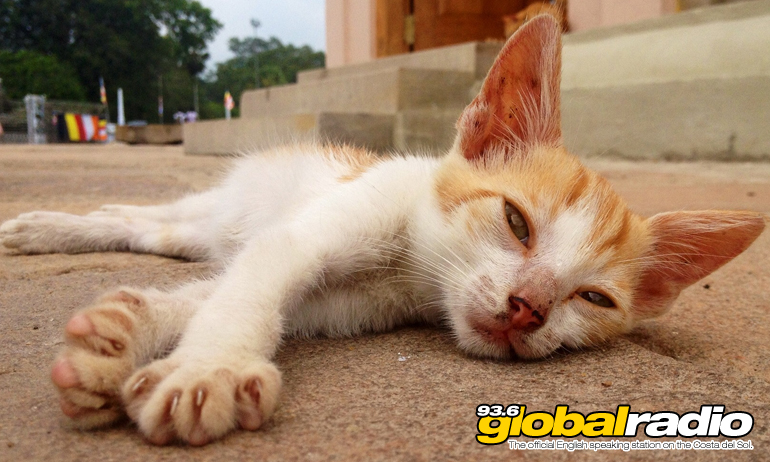 Cat Colonies In Torremolinos To Be Reduced