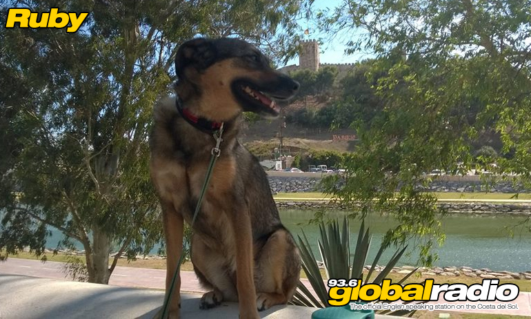 Fuengirola Dog Park Given Green Light