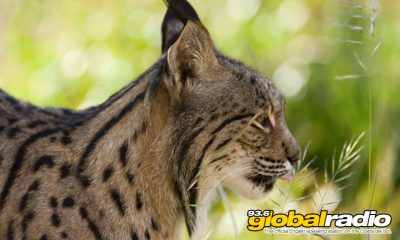 Rare Iberian Lynx Killed In Forest Fires