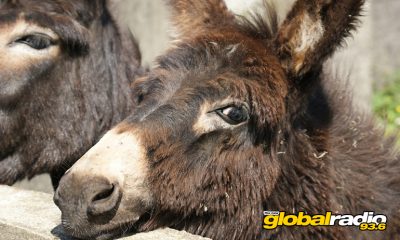 Nerja Donkey Sanctuary