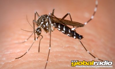 Costa Del Sol Tiger Mosquito Warning 