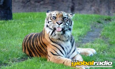 Famous Fuengirola Tiger Dies Aged 19