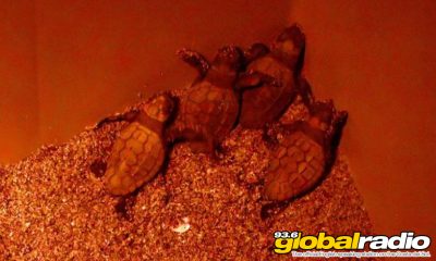 Rare Turtles Hatch On Costa Del Sol