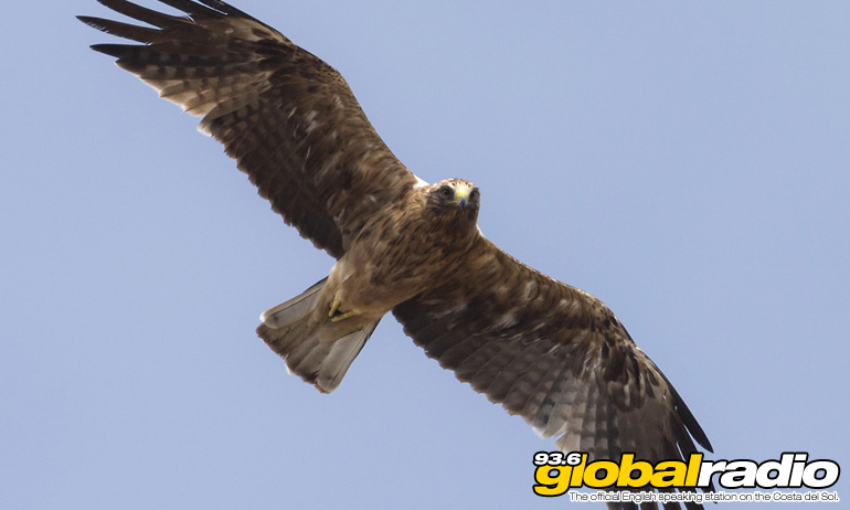 Benalmadena Birds Of Prey