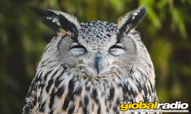 Benalmadena Owl