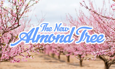 The New Almond Tree
