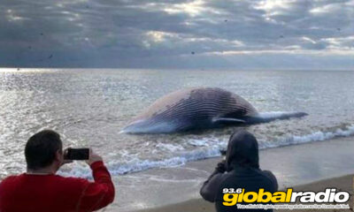 A whale washes up on Estepona beach
