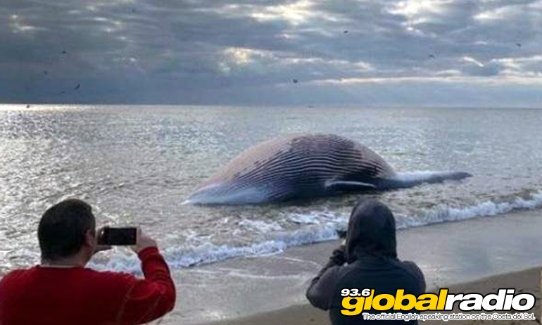 Whale Washes Up On Estepona Beach