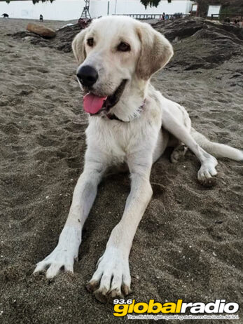 Costa Del Sol Dog Rescue