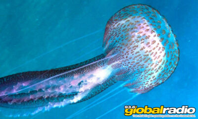 Costa Del Sol Jellyfish Alert