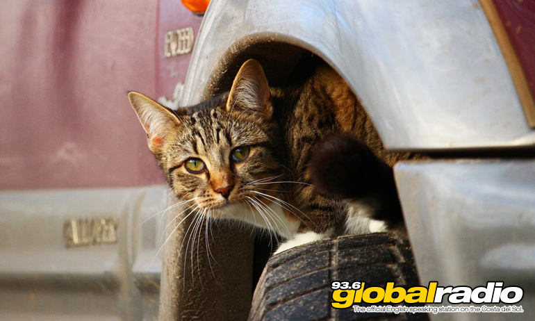 Fuengirola's Free Animal Adoption Scheme Extended