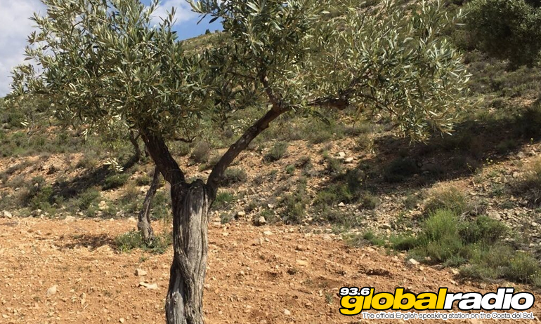 Dry Weather Impacts Olive Harvest