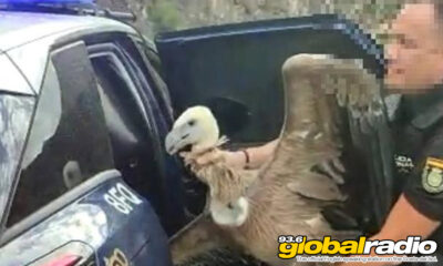 Vulture Rescued By Puerto Banus Police