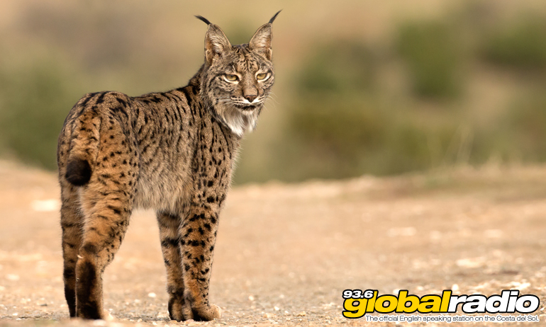 Iberian Lynx Population Boost