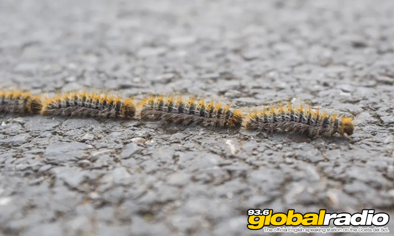 Dangerous Costa Del Sol Caterpillar Warning