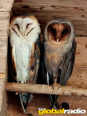 Costa Del Sol Owls