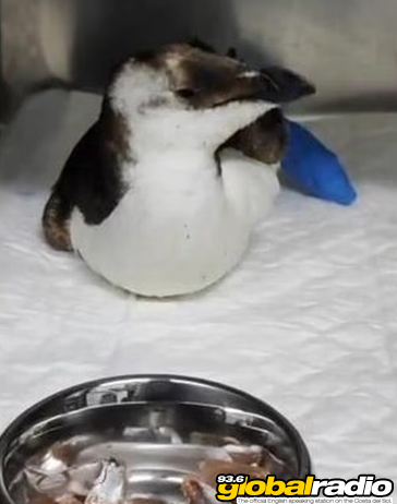 Penguin Huelva