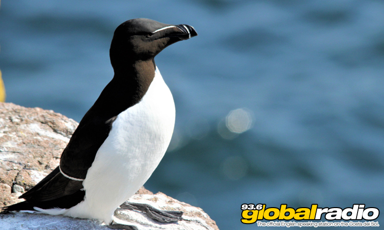 Penguin Rescued In Palos De La Frontera