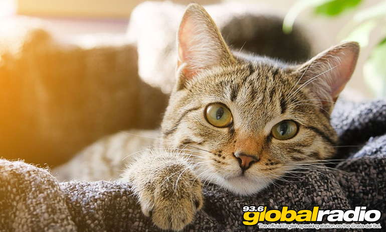 Cat Spain
