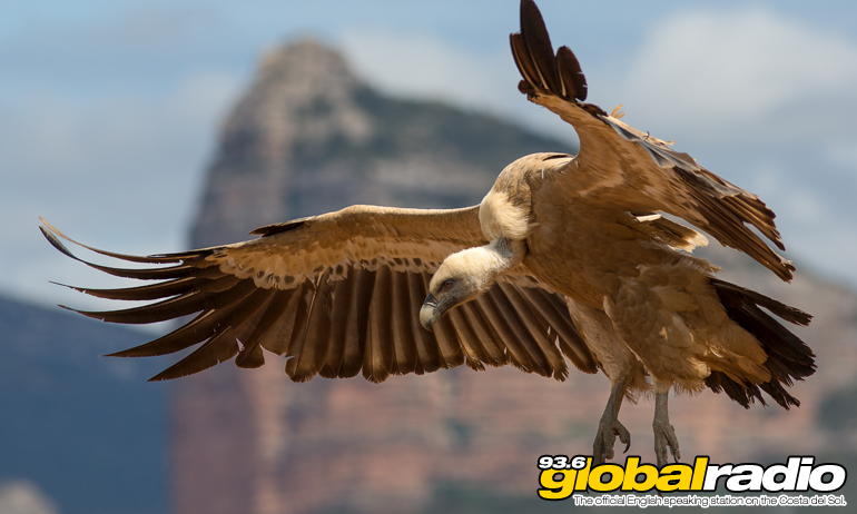 The Eurasion Griffon Vulture