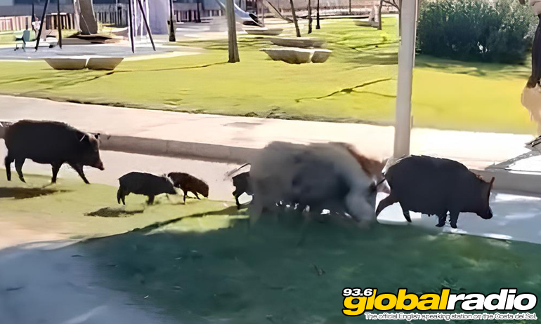 Boar Stroll Through Costa Del Sol Shopping Centre