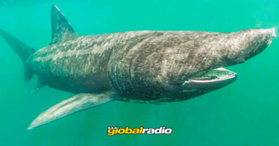 Endanged Shark Spotted Off Marbella Coast