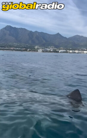 Basking Shark Marbella May 2025