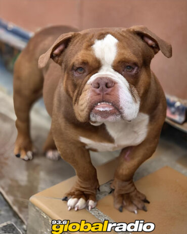 ACE Dog Rescue