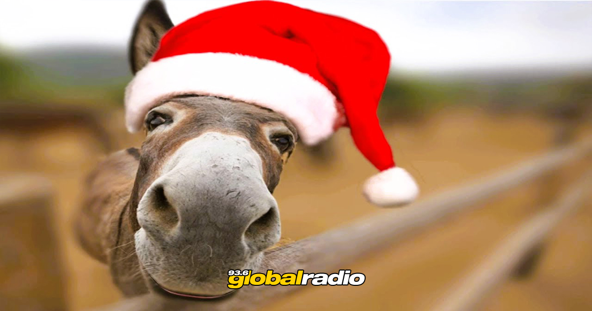 Donkey Dreamland Christmas Fair