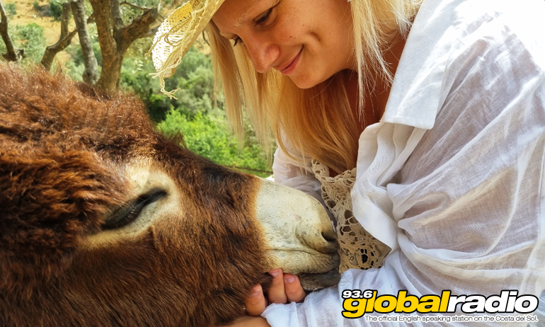 Donkey Dreamland Mother's Day Tea