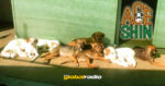 ACE Dog Shelter Open Day