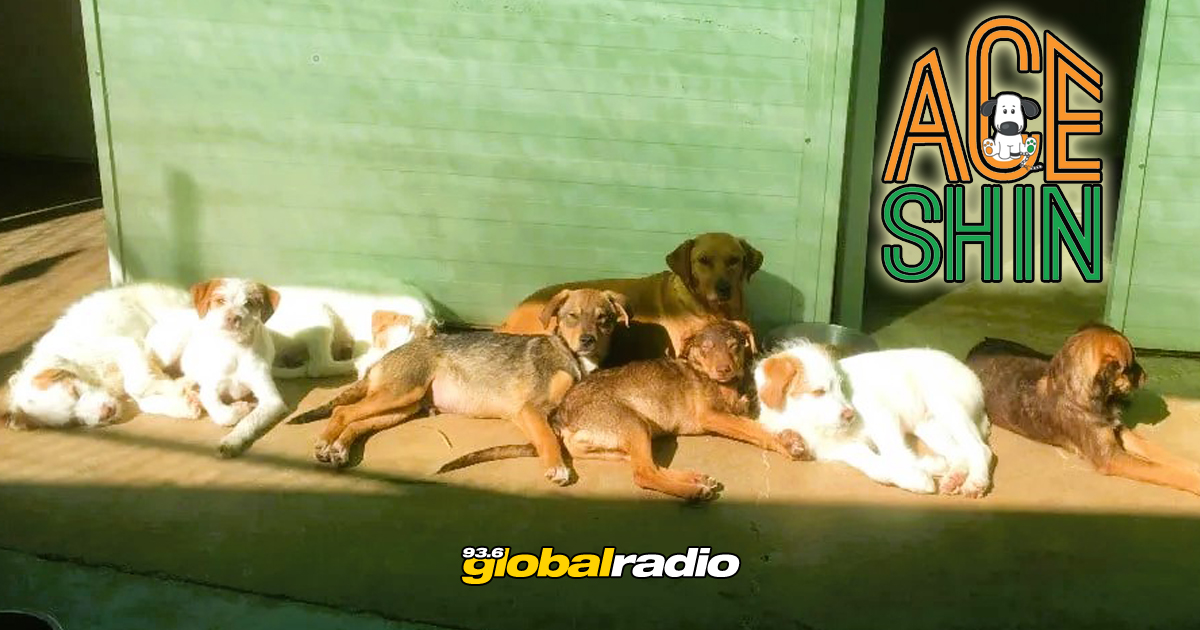 ACE Dog Shelter Open Day