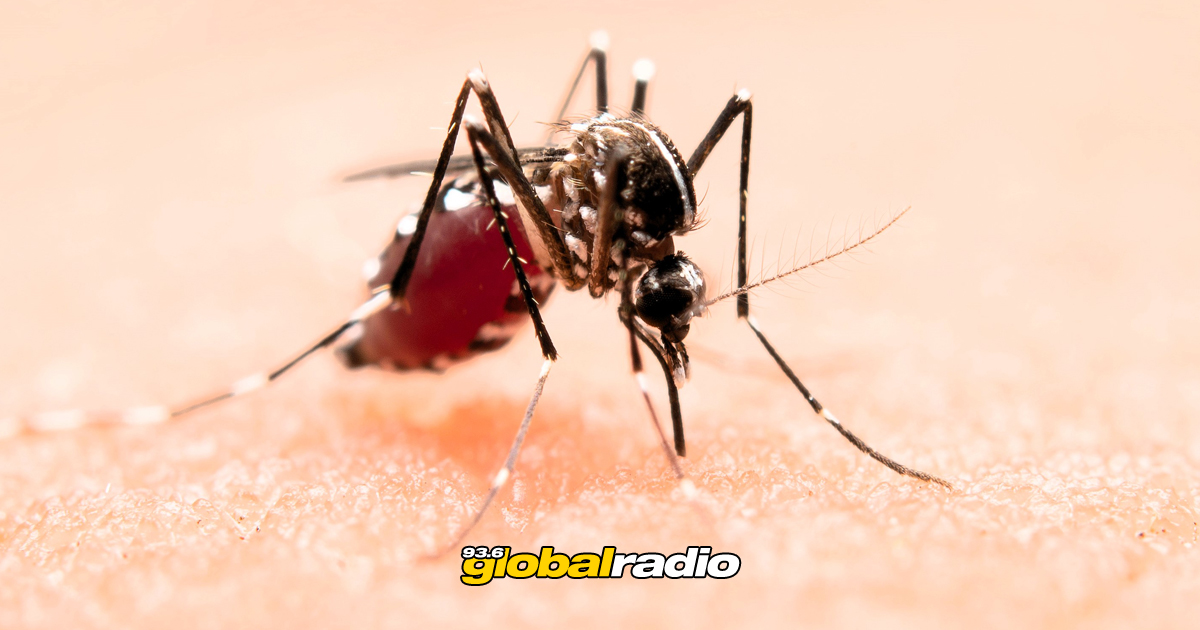 Mosquito